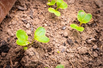 Growing radishes in the spring in a greenhouse close-up. Young green leaves of germinated radish seeds in soil
