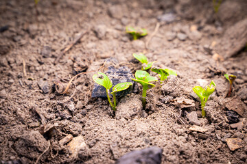 Growing radishes in the spring in a greenhouse close-up. Young green leaves of germinated radish seeds in soil