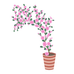 Pink, curly flower with green leaves in a brown, floral ceramic pot with stripes, close-up, isolated, on a transparent and white background. Vector element for design decoration. Vector illustration.