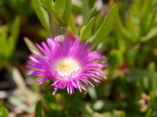 Obraz premium Pink Flower Mesembryanthemum close-up. horizontal