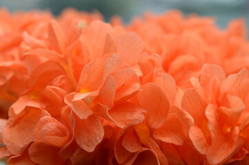 orange dahlia flower