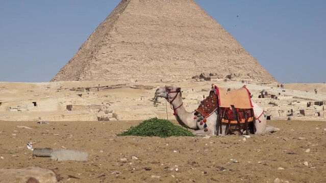 Video di un dromedario che mastica erba alla base della piramide di Cheope 