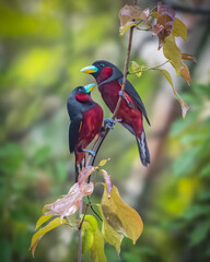 Black-and-Red-Broadbill, couple of birds are perching on the tree branch during mating season. Taken in Thailand. Nature and wildlife concept.