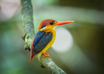 Black-backed-Kingfisher, bird is perching on the tree branch. Taken in Thailand. Nature and wildlife concept.