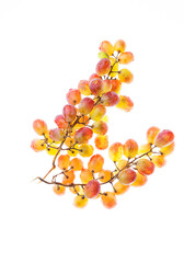 grape brush on a white background, macro shooting
