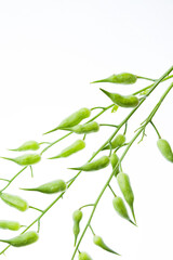 green beans in pods on a white background, legumes, macro photography