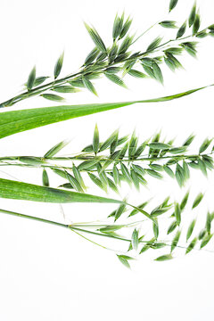 green oats on a white background, macro photography