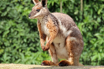 Naklejka na ściany i meble wallaby in a zoo in france 