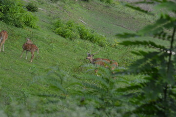 deer in the woods