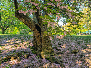 Obraz premium Japanese cherry tree in spring