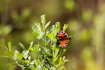 A beautiful closeup of a Butterfly that has landed on a contrasting green leaf