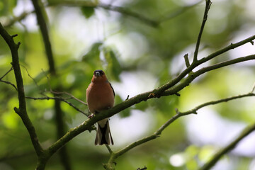 A beautiful animal portrait of a songbird in the forest during the summer months
