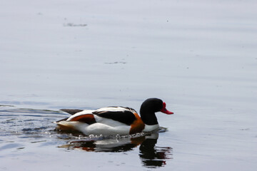 A beautiful animal portrait of a Shelduck