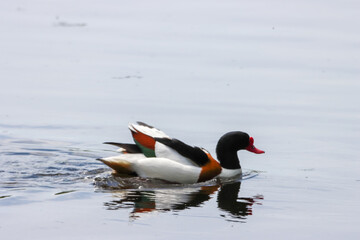 A beautiful animal portrait of a Shelduck