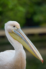London St James' Park Pelican Close Up 