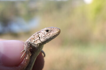 lizard in close-up in the forest, wild cute animal, lizard in hand