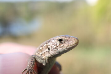 lizard in close-up in the forest, wild cute animal, lizard in hand