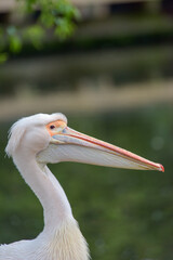 London St James' Park Pelican Close Up 