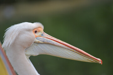 London St James' Park Pelican Close Up 