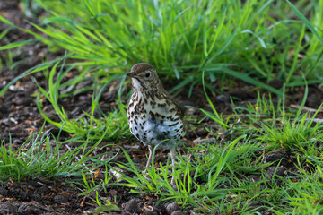 A beautiful animal portrait of a songbird in the forest during the summer months