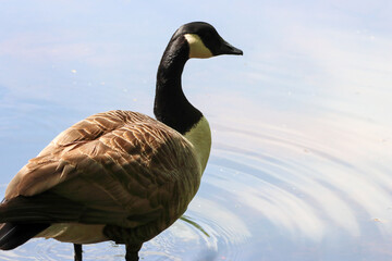 A beautiful animal portrait of a Canadian Goose at the edge of a lake