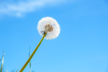 White dandelion on blue sky background. Beauty in nature. Up view. Sunny meadow. Lawn weeds. Reach for the sun. Competition and goal achievement concept. Ideality. Ideal. Springtime. Soft focus. Blur