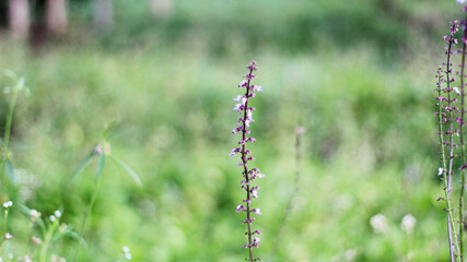 Beautiful Plectranthus rotundifolius flower in the garden