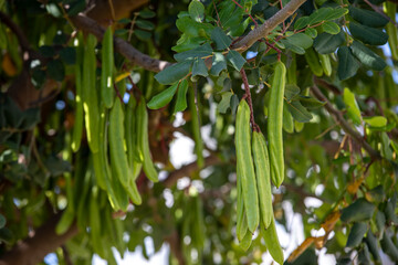 Carob tree , fresh green carob berries carob healthy food, Ceratonia siliqua (carob)