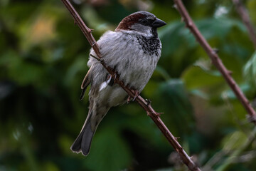 A beautiful animal portrait of a songbird in the forest during the summer months