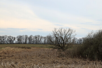 Dry reeds and trees in the field