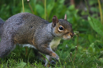 A stunning autumnal animal portrait of a Squirrel eating in the woods.