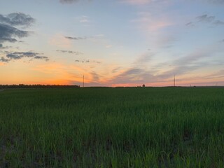 sunset in the field