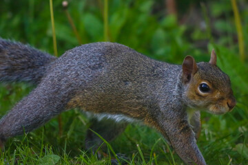 A stunning autumnal animal portrait of a Squirrel eating in the woods.