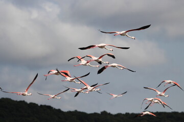 Flamingos