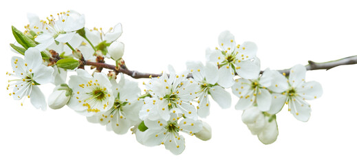 Branch of apple flowers. Spring white blossom flowers isolated - 600385562
