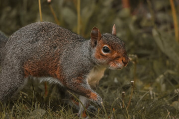 A stunning animal portrait of a Grey Squirrel looking for food