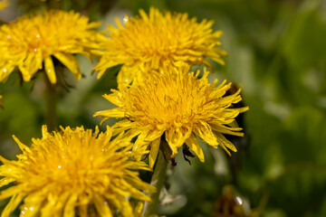 yellow blooming dandelions covered with water drops in the spring season