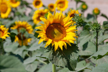 Obraz premium A large number of sunflowers blooming in the field in summer