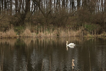 Naklejka na ściany i meble White swan swimming in the river among the forest