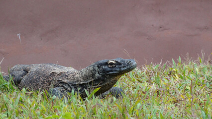 Komodo Dragon Chilling on Grass