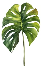 Papier Peint photo Monstera Watercolor tropical leave isolated