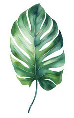 Watercolor tropical leave isolated