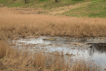 Dry reeds in the swamp