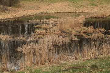 Obraz premium Dry reeds in the swamp