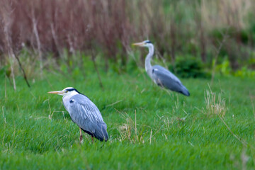 A grey Heron in the forest