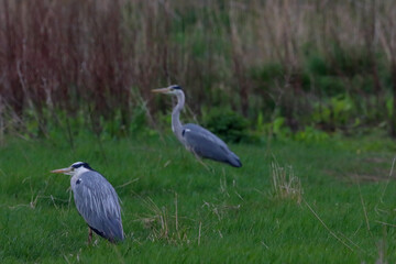 A grey Heron in the forest