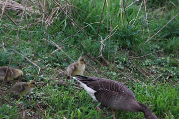 A beautiful animal portrait of a flock of Geese, including baby Gosling's