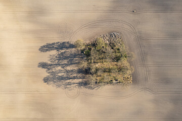 Aerial view of the trees in the middle of a field. Agriculture, nature, environment, ecology. Long shadows of the trees, top view. 