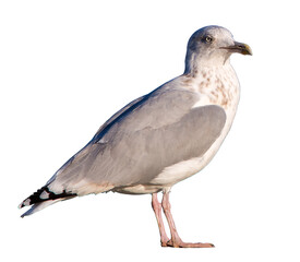 Common seagull standing on isolated background