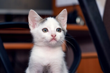 A cute little kitten sits on a chair in the office
